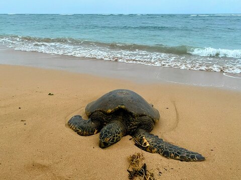 Hawaiian green sea turtle (honu) rests on a sandy Kihei beach beside turquoise waves in Maui, Hawaii, tropical wildlife travel stock photo.