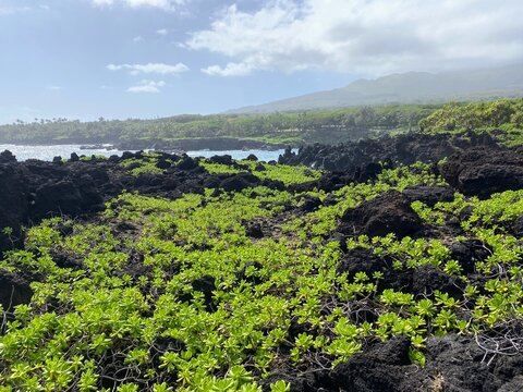 Lush green coastal plants spread across black lava rock at Waiʻānapanapa State Park on Maui&rsquo;s Road to Hana, with ocean and misty hills beyond.