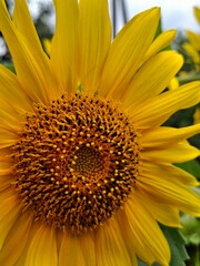 Sunflower blooms in a garden on a sunny day showcasing vibrant yellow petals and detailed center filled with seeds