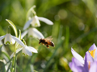 Honigbiene, Apis mellifera