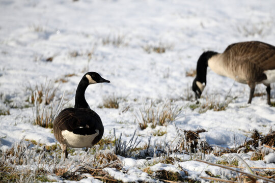 Wildtier Tierfotografie im Winter: Winteridylle im Frost mit V&ouml;geln und Rehen in wei&szlig;er Landschaft