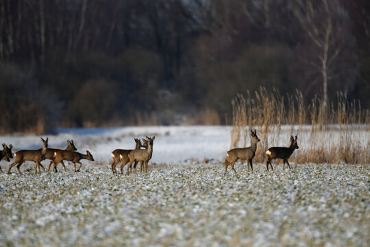 Rehherde in wundervoller Schneelandschaft. Rehgruppe mit Kamerablick im Winterlicht.
