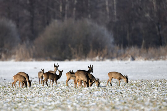 Rehherde in wundervoller Schneelandschaft. Rehgruppe mit Kamerablick im Winterlicht.