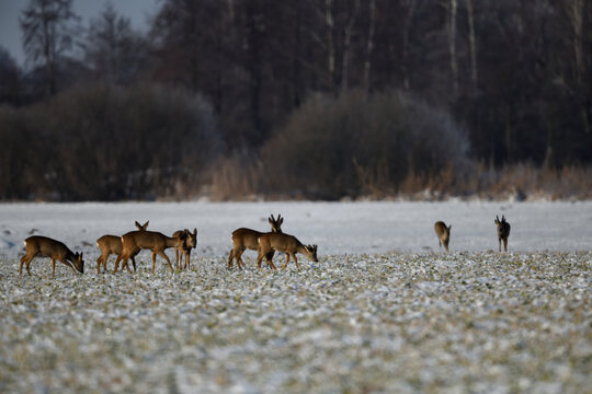 Rehherde in wundervoller Schneelandschaft. Rehgruppe mit Kamerablick im Winterlicht.