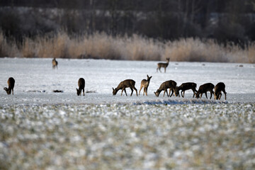 rehgruppe tierfotografie schneelandschaft tiere rehkitz aufmerksame äsung
