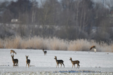 rehgruppe tierfotografie schneelandschaft tiere rehkitz aufmerksame äsung