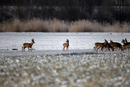 rehgruppe tierfotografie schneelandschaft tiere rehkitz aufmerksame &auml;sung