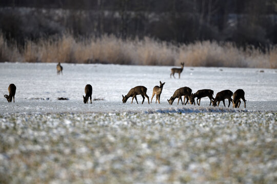 rehgruppe tierfotografie schneelandschaft tiere rehkitz aufmerksame &auml;sung