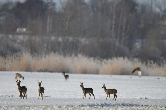 rehgruppe tierfotografie schneelandschaft tiere rehkitz aufmerksame &auml;sung