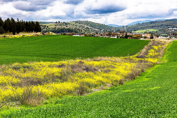 Green world of spring. © Kushnirov Avraham