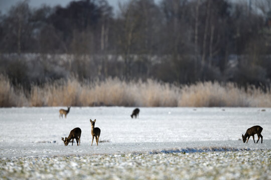 Rehwild Rudel steht in Mitteleuropa aufmerksam als Tiergruppen Silhouette  in winterlicher Landschaft im Schnee. Kalenderbild Januar 2027.