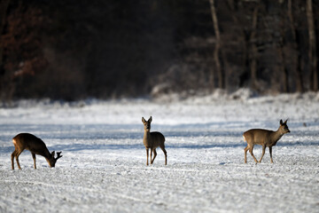 waldrand schnee capreolus naturerlebnis. ruhig und still. Tiere Rehe im winterwonderland.