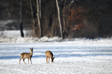 Deutschland´s Klimawandel: Schneelandschaft Winteridylle mit Tieren in freier Natur.