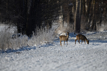 Deutsche Tiere (Rehe) im Schnee am Waldrand äsen in der Feldmark im Winterlicht.