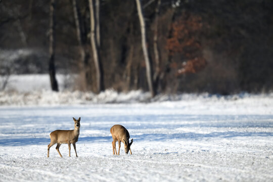 Deutschland&acute;s Klimawandel: Schneelandschaft Winteridylle mit Tieren in freier Natur.