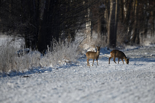Deutsche Tiere (Rehe) im Schnee am Waldrand &auml;sen in der Feldmark im Winterlicht.