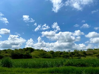 Naklejka premium green field and blue sky