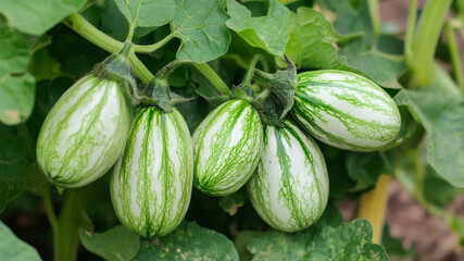 Fresh green African eggplants with white stripes growing on a vine in a garden