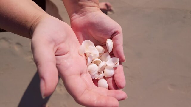 Close-up of white shells in the palms of her hands. The woman's hands with shells, top view.