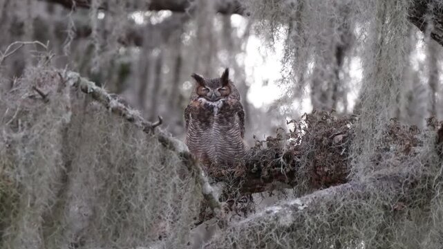 Great Horned Owl on branch in Florida with Spanish Moss