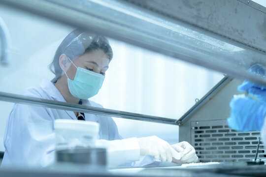 Clinical embryologist manipulating gamete specimens for in vitro fertilization (ivf) procedure. Reproductive scientist examining oocyte quality in sterile laboratory hood.