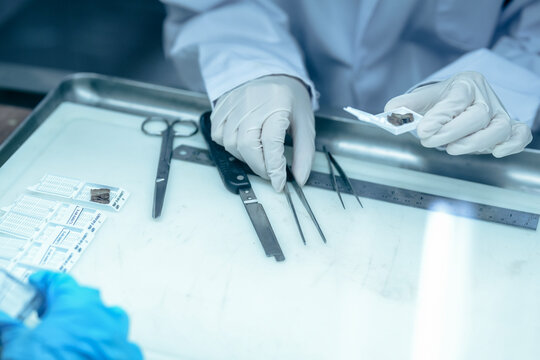 Forensic pathologist extracting trace evidence specimen via precision forceps. Crime lab expert conducting post-mortem biological analysis protocols on sterile tray.