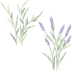 Fototapeta premium Hand-drawn watercolor lavender stems, artistic floral illustration, delicate bouquet, herbal botanical artwork, minimal style