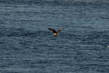Fototapeta premium Bald Eagle in flight with a fish