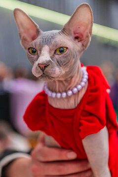 Kot rasy Sphynx w czerwonej sukience na międzynarodowej wystawie kot&oacute;w w Warszawa