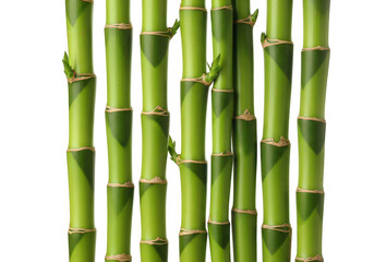 Fototapeta premium Several green bamboo stalks with sprouting leaves digitally rendered on transparent background