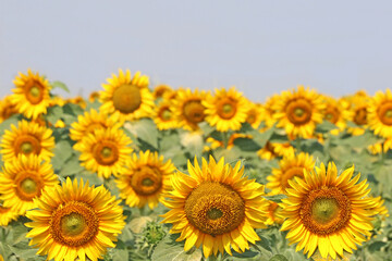 Obraz premium Sunflower field in Bulgaria in Summer 
