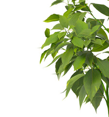 Plant branch isolated on transparent background. Green small tree branch isolated on transparent background. Young plant or tree leaves isolated on white background. Tree foliage PNG. Plant leaves PNG