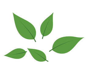 Obraz premium A closeup of fresh green tree leaves and a spring branch foliage isolated on a white background captures the botany and ecology of garden growth with macro life color