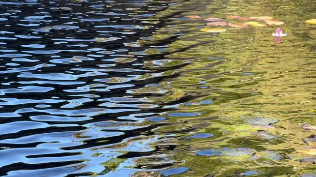 Impressionistic recurrent afternoon reflections in a tropical water garden, with right half green, in southwest Florida. Mesmerizing morphing with luminance yin and yang. Aesthetic of becoming.