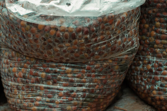 Arabica coffee cherries are picked and then fermented for post-harvest processing.