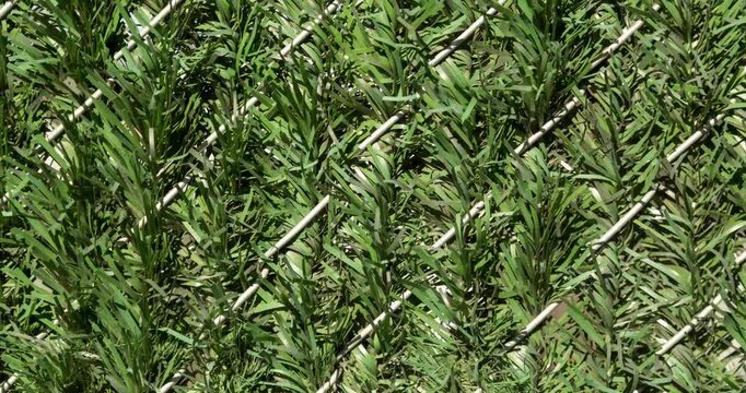 green grass in chain link fence texture