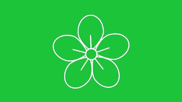 Minimal flower line animation on green background simple floral design clean vector style smooth loop motion clip