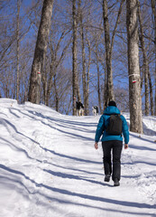 Randonn&eacute;e en for&ecirc;t avec des chiens
