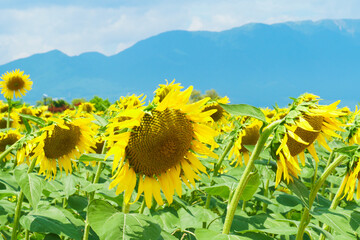 第一なぎさ公園の向日葵