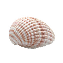 Scallop shell isolated on white background