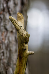 Prosiaczek, najlepszy przyjaciel Kubusia Puchatka w wersji "patykowej" © Grzegorz