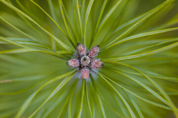 Sosna, młode pędy © Grzegorz