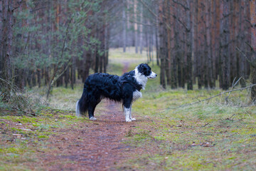 Border Collie  © Grzegorz
