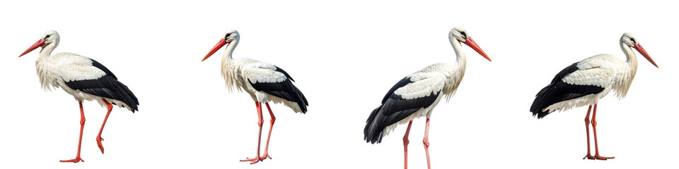 Four white storks in different poses isolated on transparent background