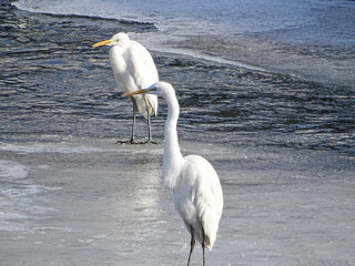 Two Great Egrets (Ardea alba) on an icy river
