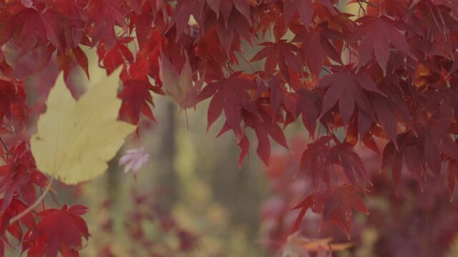 Fall in the park. Red maple branches against blurred movement. Autumnal mood. Autumn beauty. Maple leaves in sunlight. Autumn fall by golden nature. Fall nature colors. Golden fall movement.