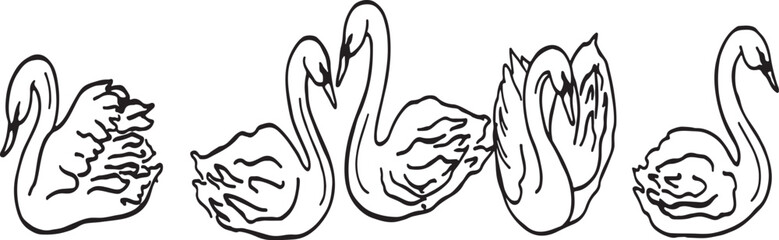 Line art swans drawing. Hand drawn doodle illustration © shatabdi