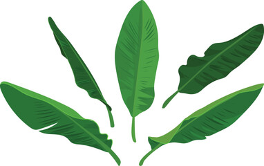 Obraz premium Set of green leaves of a banana tree isolated on white background