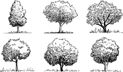 Hand drawn black ink trees with leafy canopies and grass bases a white background © simplevector