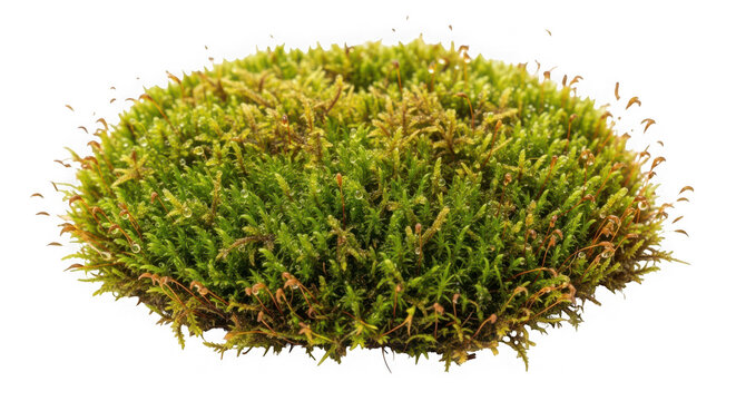 A clump of vibrant green moss with yellow and brown undertones, of transparent